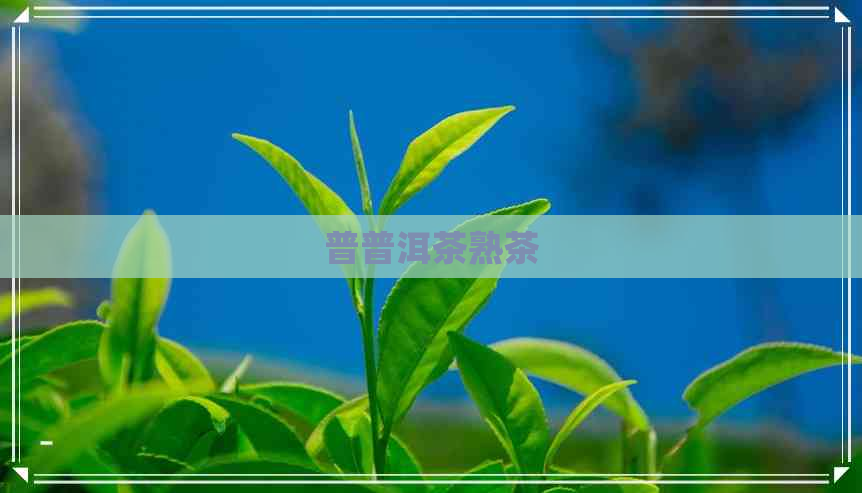 普普洱茶熟茶