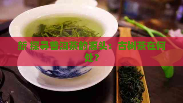 新 探寻普洱茶的源头：古树茶在何处？