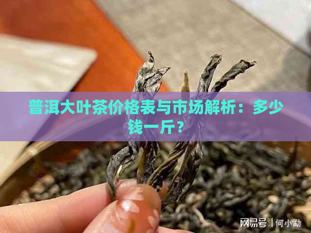 普洱大叶茶价格表与市场解析：多少钱一斤？