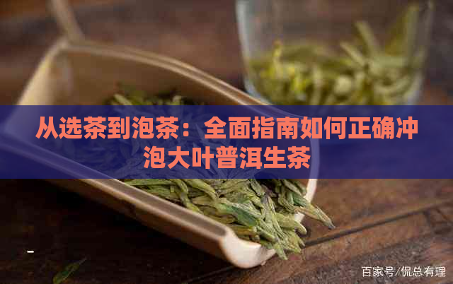 从选茶到泡茶：全面指南如何正确冲泡大叶普洱生茶