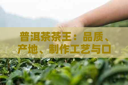 普洱茶茶王：品质、产地、制作工艺与口感的综合指南