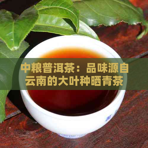 中粮普洱茶：品味源自云南的大叶种晒青茶