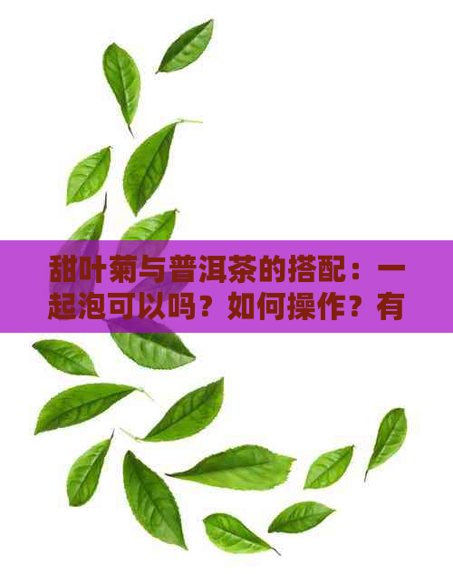 甜叶菊与普洱茶的搭配：一起泡可以吗？如何操作？有哪些注意事项？