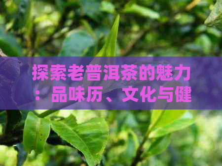 探索老普洱茶的魅力：品味历、文化与健益处的综合体验