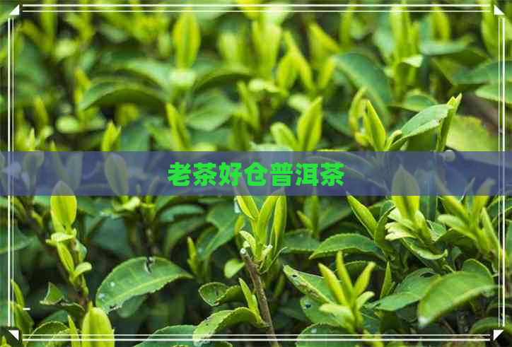 老茶好仓普洱茶