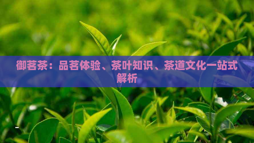 御茗茶：品茗体验、茶叶知识、茶道文化一站式解析