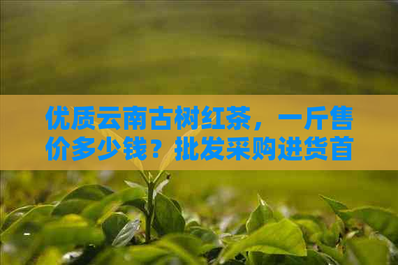 优质云南古树红茶，一斤售价多少钱？批发采购进货首选京东滇红茶