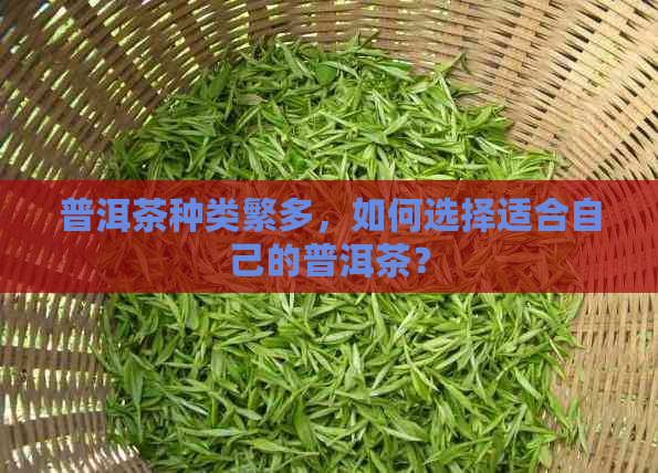 普洱茶种类繁多，如何选择适合自己的普洱茶？