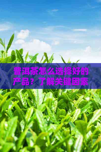 普洱茶怎么选择好的产品？了解关键因素和品质指标！