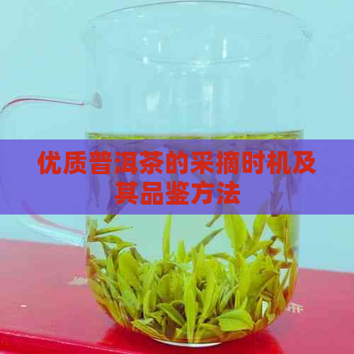 优质普洱茶的采摘时机及其品鉴方法