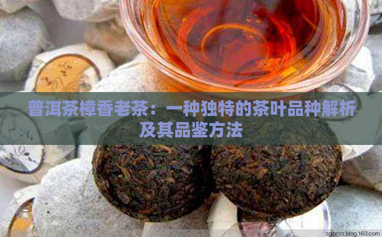 普洱茶樟香老茶：一种独特的茶叶品种解析及其品鉴方法