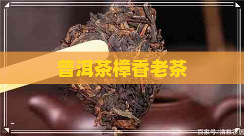 普洱茶樟香老茶