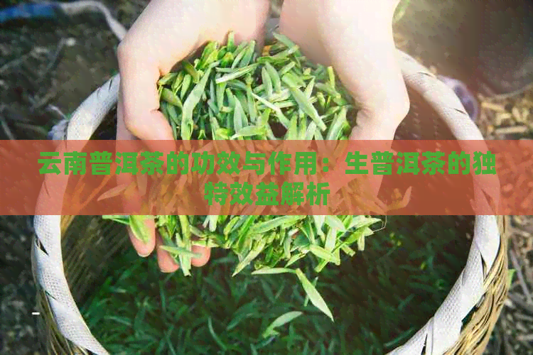 云南普洱茶的功效与作用：生普洱茶的独特效益解析