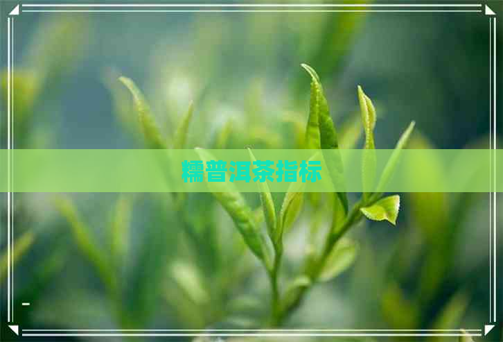 糯普洱茶指标