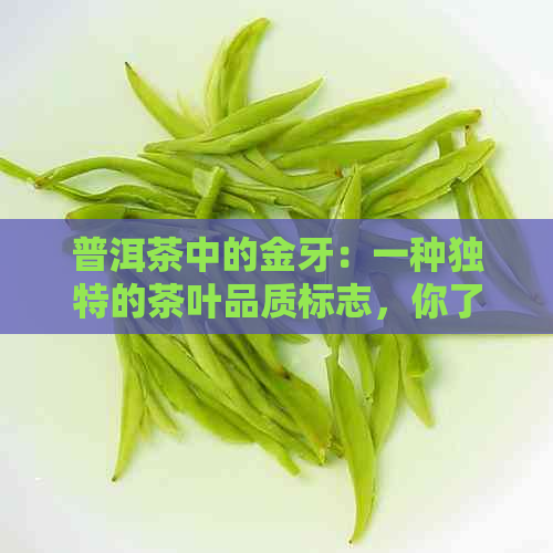 普洱茶中的金牙：一种独特的茶叶品质标志，你了解吗？