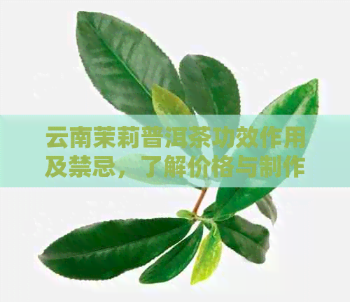 云南茉莉普洱茶功效作用及禁忌，了解价格与制作工艺 