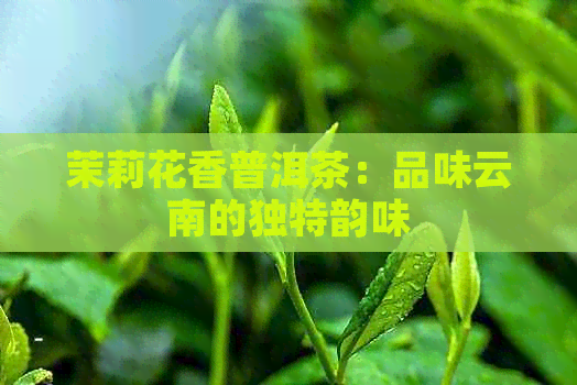 茉莉花香普洱茶：品味云南的独特韵味