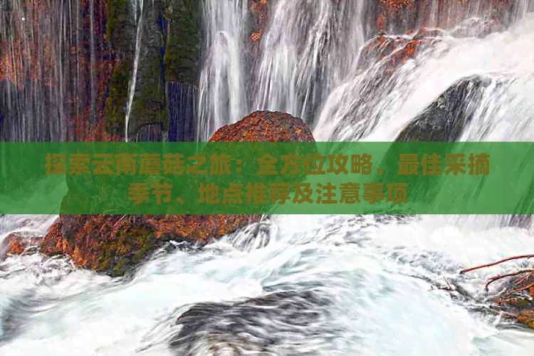 探索云南蘑菇之旅：全方位攻略、更佳采摘季节、地点推荐及注意事项