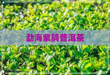 勐海紫鹃普洱茶