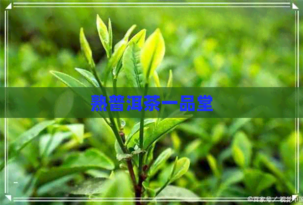 熟普洱茶一品堂