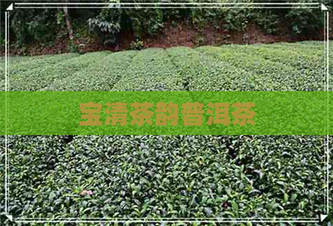 宝清茶韵普洱茶