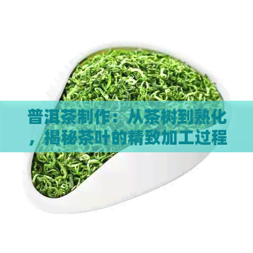 普洱茶制作：从茶树到熟化，揭秘茶叶的精致加工过程