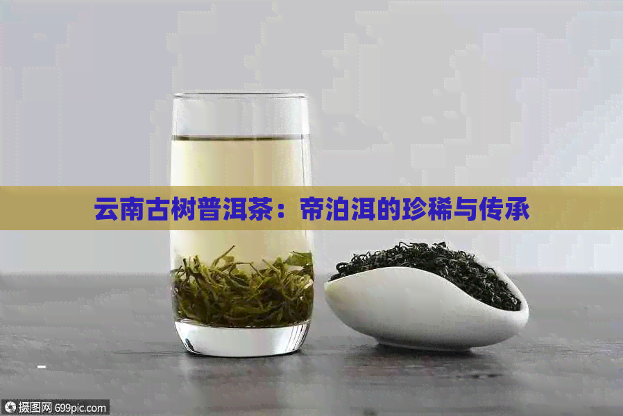 云南古树普洱茶：帝泊洱的珍稀与传承