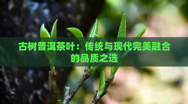 古树普洱茶叶：传统与现代完美融合的品质之选