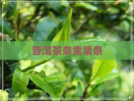 普洱茶条索紧条