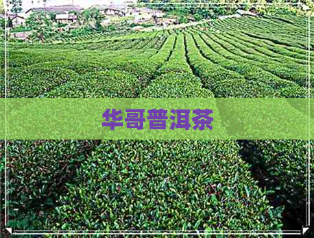 华哥普洱茶