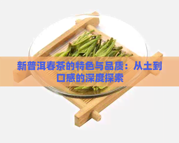 新普洱春茶的特色与品质：从土到口感的深度探索