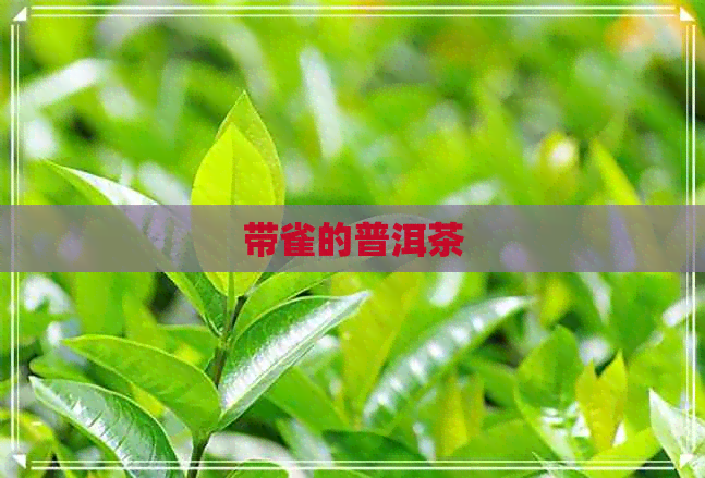 带雀的普洱茶