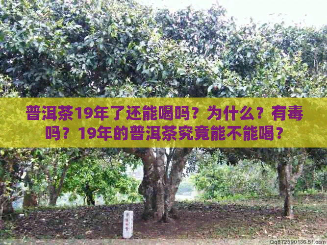 普洱茶19年了还能喝吗？为什么？有吗？19年的普洱茶究竟能不能喝？