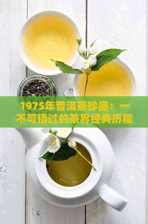 1975年普洱茶珍品：一不可错过的茶界经典历程