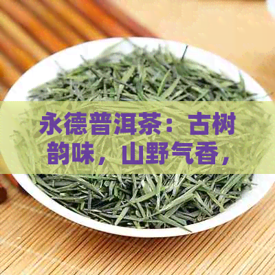 永德普洱茶：古树韵味，山野气香，品鉴自然之美