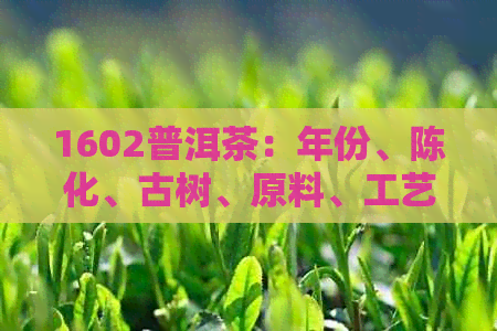 1602普洱茶：年份、陈化、古树、原料、工艺、口感、收藏价值详解