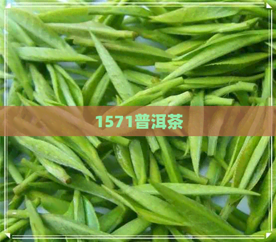 1571普洱茶