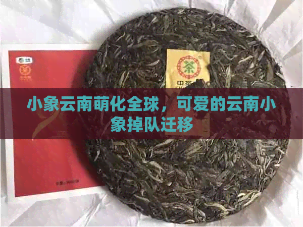 小象云南萌化全球，可爱的云南小象掉队迁移