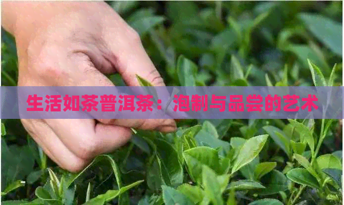 生活如茶普洱茶：泡制与品尝的艺术