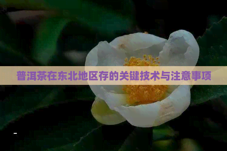 普洱茶在东北地区存的关键技术与注意事项