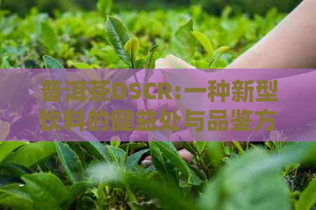 普洱茶DSCR:一种新型饮料的健益处与品鉴方法