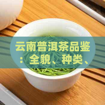 云南普洱茶品鉴：全貌、种类、功效与泡法指南