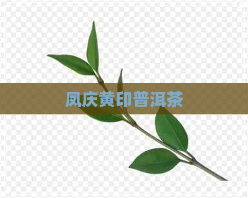 凤庆黄印普洱茶