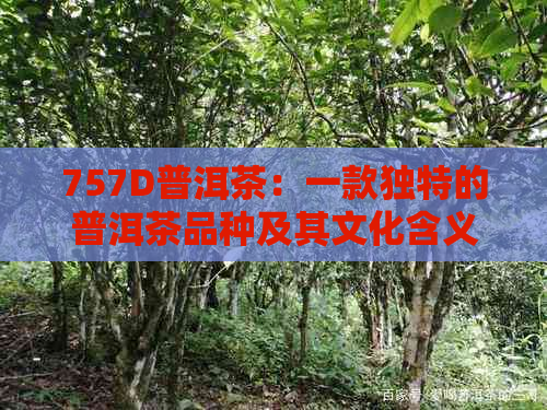 757D普洱茶：一款独特的普洱茶品种及其文化含义探究