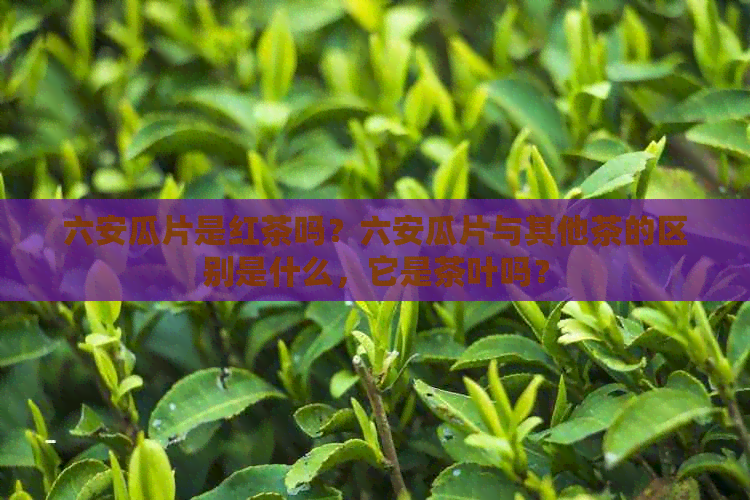 六安瓜片是红茶吗？六安瓜片与其他茶的区别是什么，它是茶叶吗？