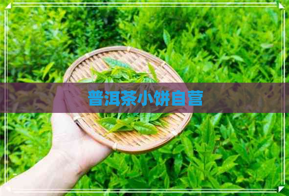 普洱茶小饼自营