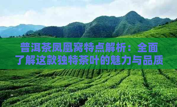 普洱茶凤凰窝特点解析：全面了解这款独特茶叶的魅力与品质