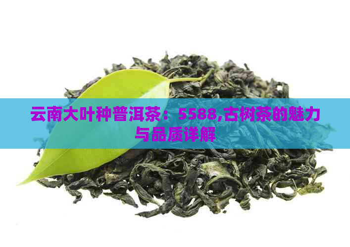 云南大叶种普洱茶：5588,古树茶的魅力与品质详解