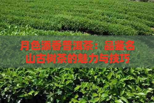 月色添香普洱茶：品鉴名山古树茶的魅力与技巧