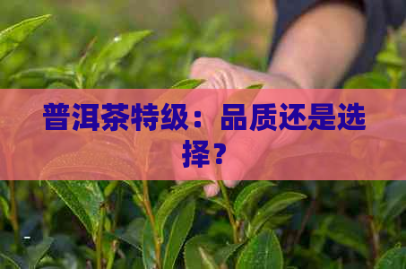 普洱茶特级：品质还是选择？